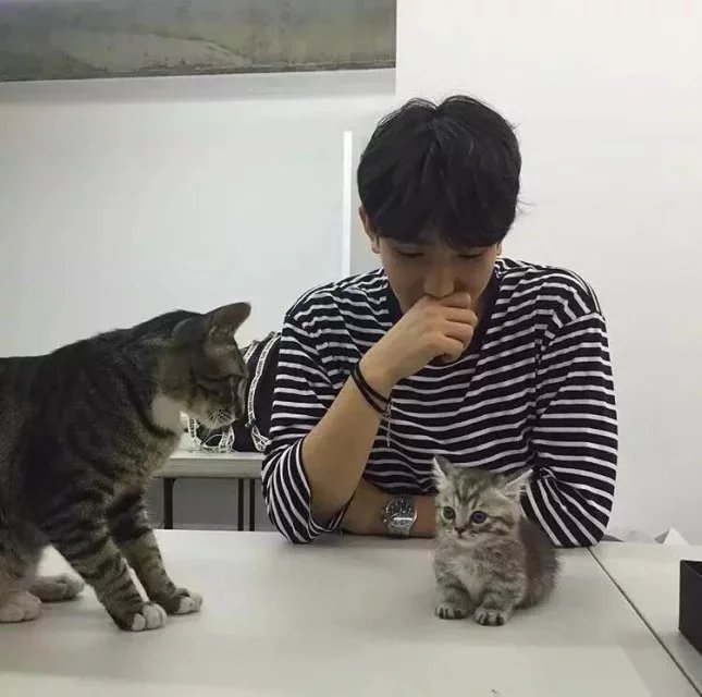 向伊眉娣